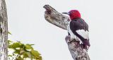 Red-headed Woodpecker_DSCF21217